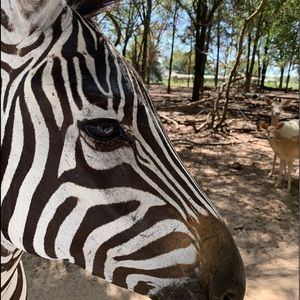 Meet your Posher, Giulia